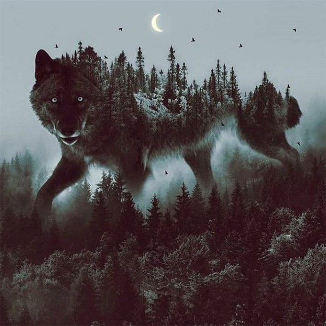 The Wolf and the Forest by Wolves Content