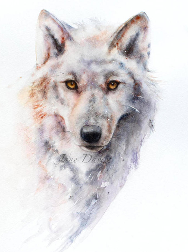 Wildlife by Jane Davies Watercolours